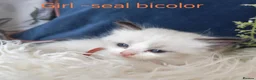 Ragdoll cats for sale: GCCF REGISTERED BEAUTIFUL RAGDOLLS KITTENS  - Advert 9