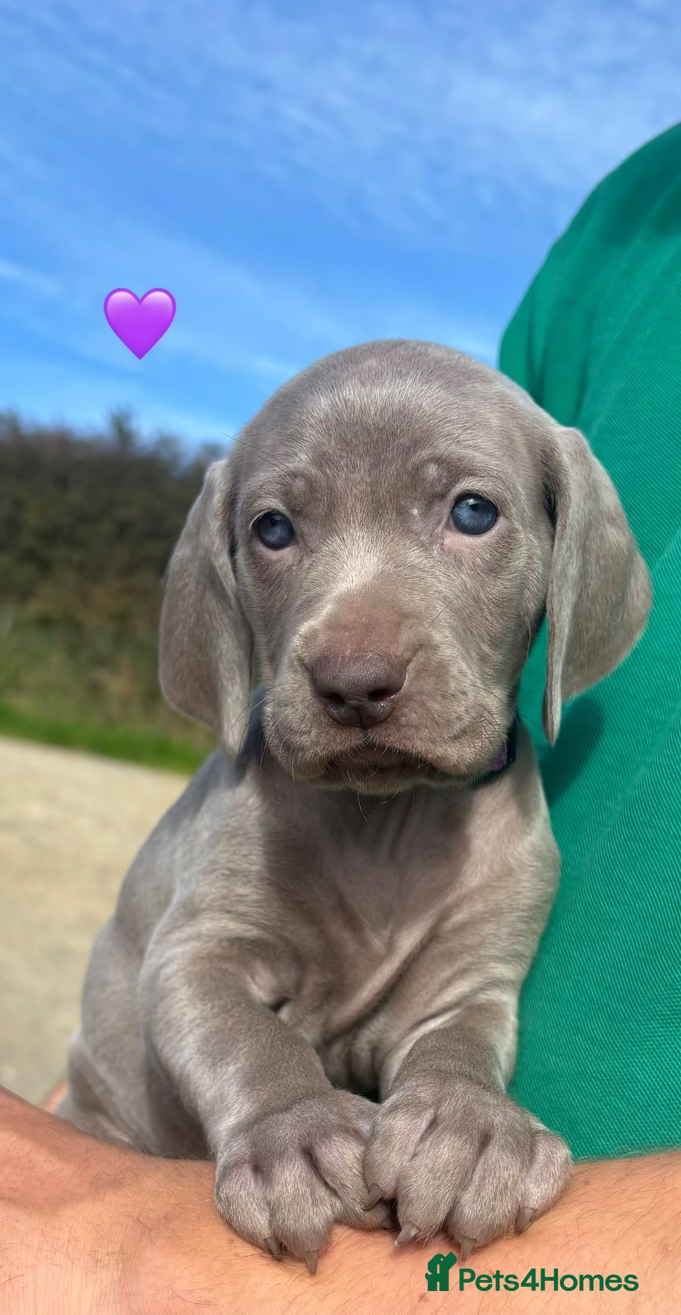 Weimaraner dogs KC Weimaraner Puppies 2 GIRLS LEFT  - Advert 2