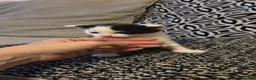 Mixed Breed cats for sale: 2 beautiful kittens - Advert 3