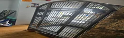 Parrots birds for sale: Female African Grey in Pwllheli - Advert 5