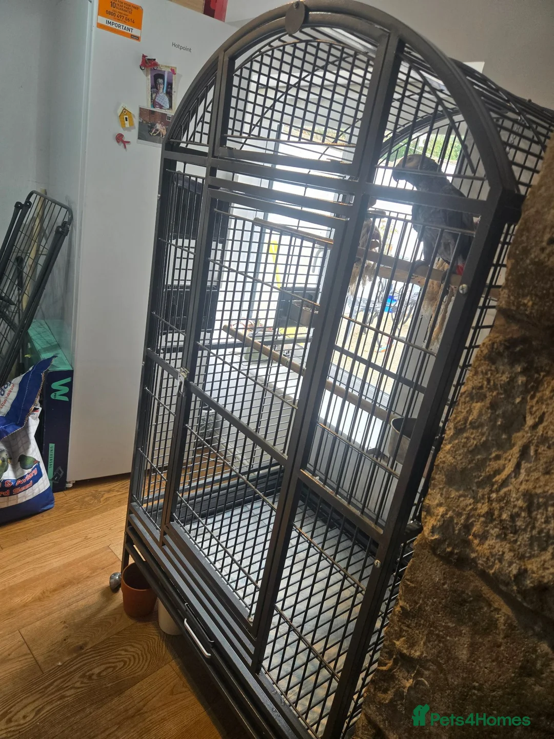 Parrots birds for sale: Female African Grey in Pwllheli - Advert 5