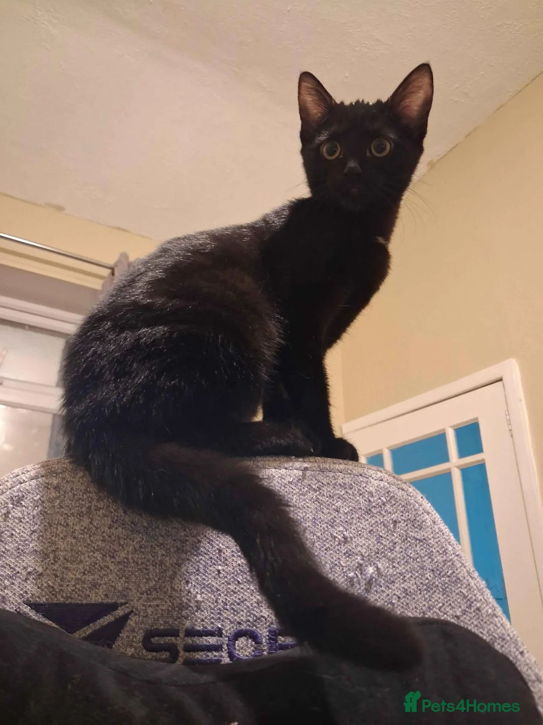 Mixed Breed cats for adoption: ADOPTION: Macaroon - Advert 2