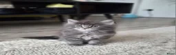 Maine Coon cats for sale: MAINE COON BOY LAST ONE  - Advert 6