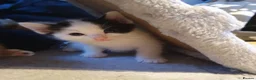 Mixed Breed cats for sale: Stunning 5 week old kittens  - Advert 22