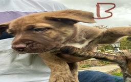 Mixed Breed dogs for sale: Staffy x Australian Kelpie  - Image 32