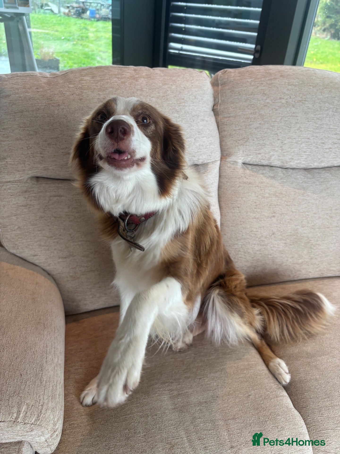 Border Collie dogs for sale: Beautiful Border Collie Puppies - Advert 1