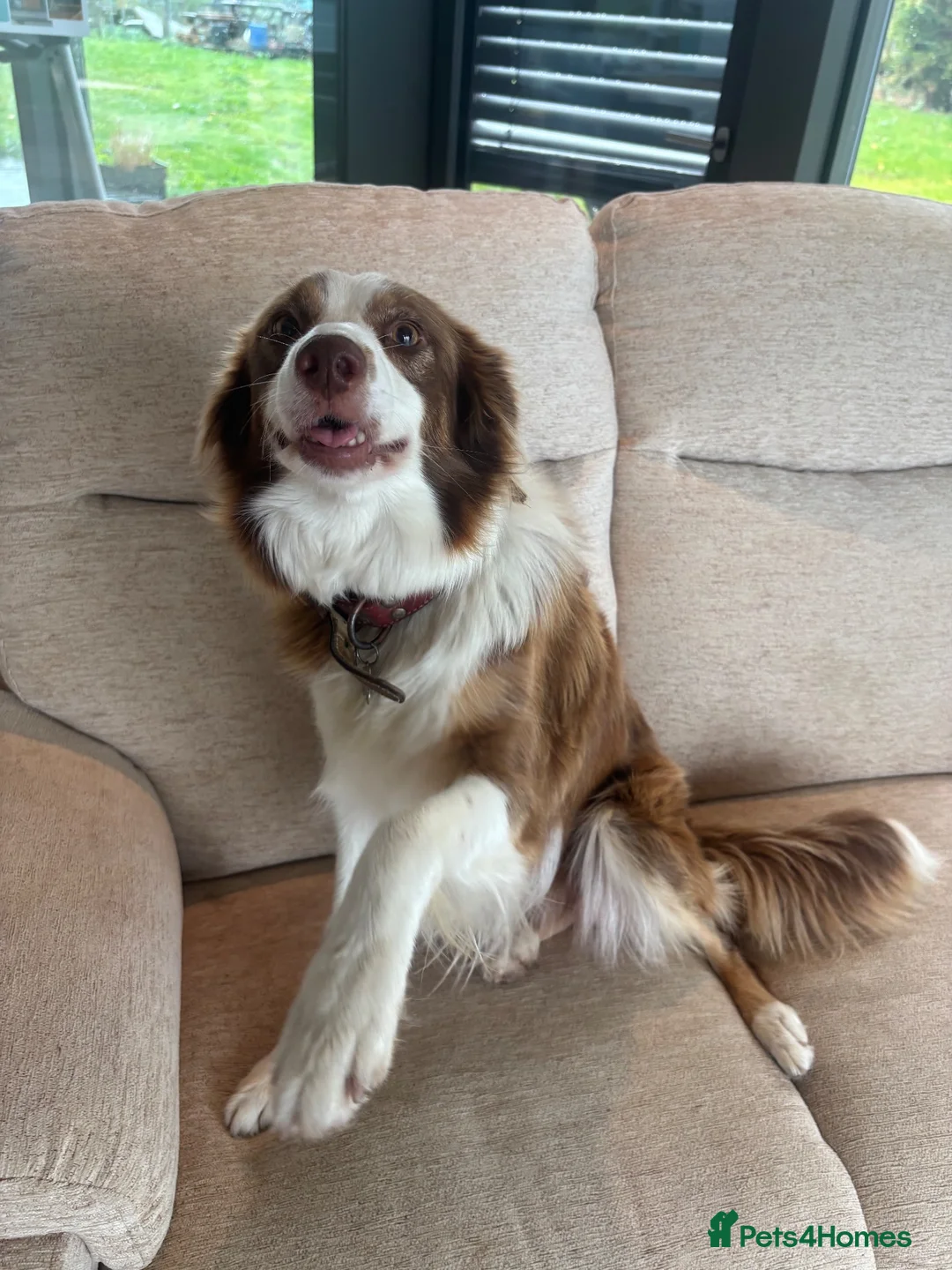 Border Collie dogs for sale: Beautiful Border Collie Puppies - Advert 1