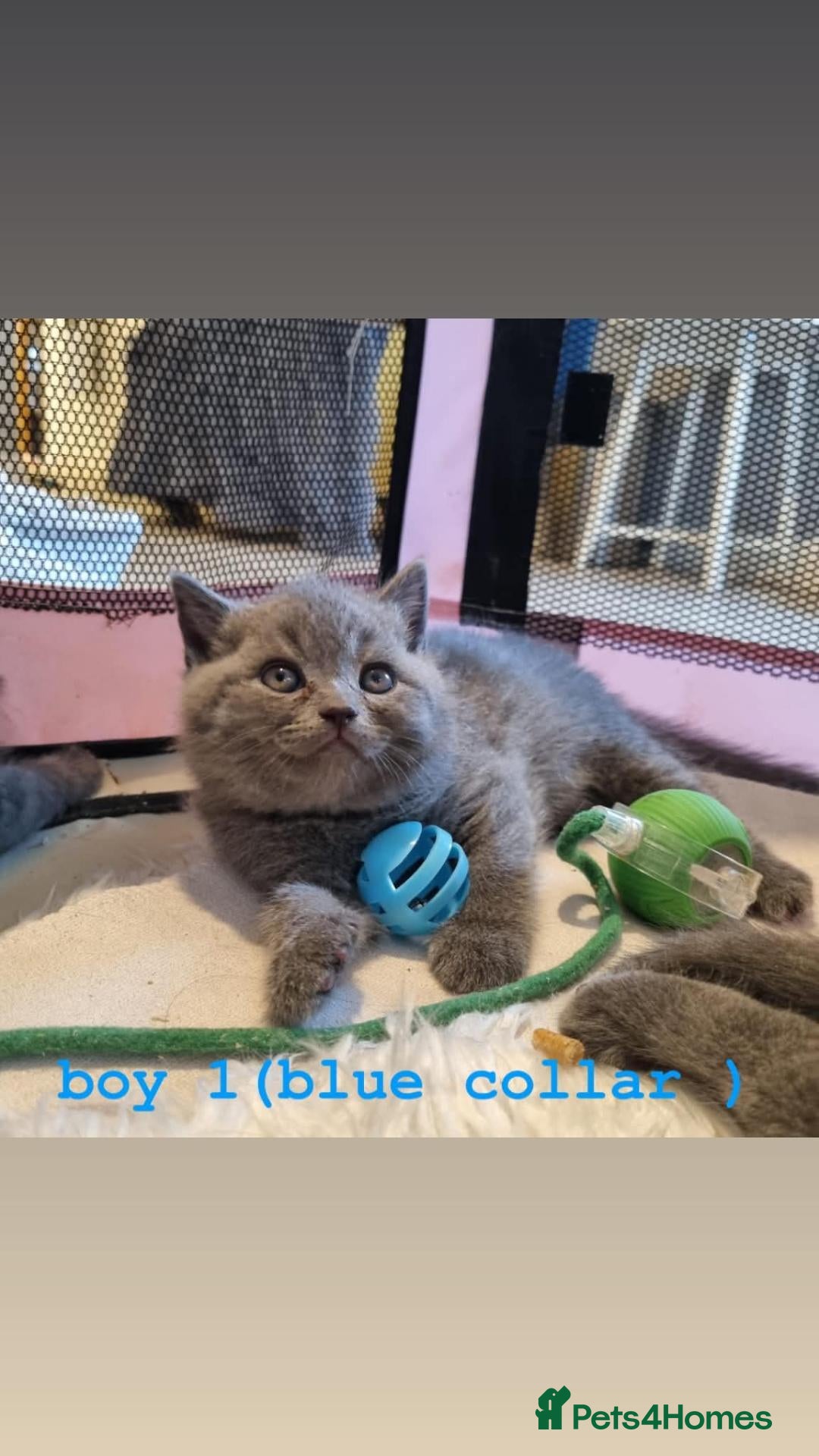 British Shorthair cats Beautiful British Shorthair - Advert 2