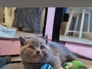 British Shorthair cats Beautiful British Shorthair - Advert 4