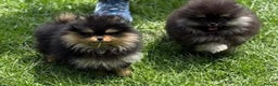 Pomeranian dogs for sale: Champion KC Russian/Taiwan tiny Pomaranian  - Advert 1