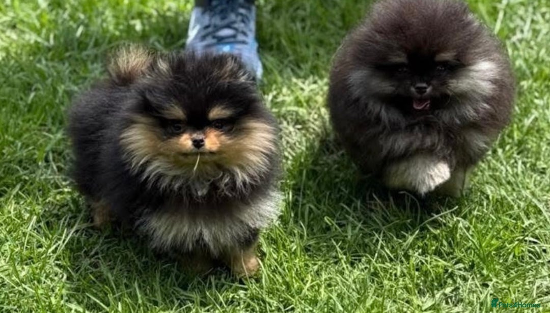 Pomeranian dogs for sale: Champion KC Russian/Taiwan tiny Pomaranian  - Image 5