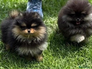 Pomeranian dogs Champion KC Russian/Taiwan tiny Pomaranian - Advert 3