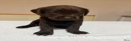 Labrador Retriever dogs for sale: Labrador puppies for sale   - Advert 9