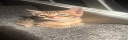 Bengal cats for sale: 🐾Stunning Bengal Kittens ready for Loving Homes🐾 - Advert 10