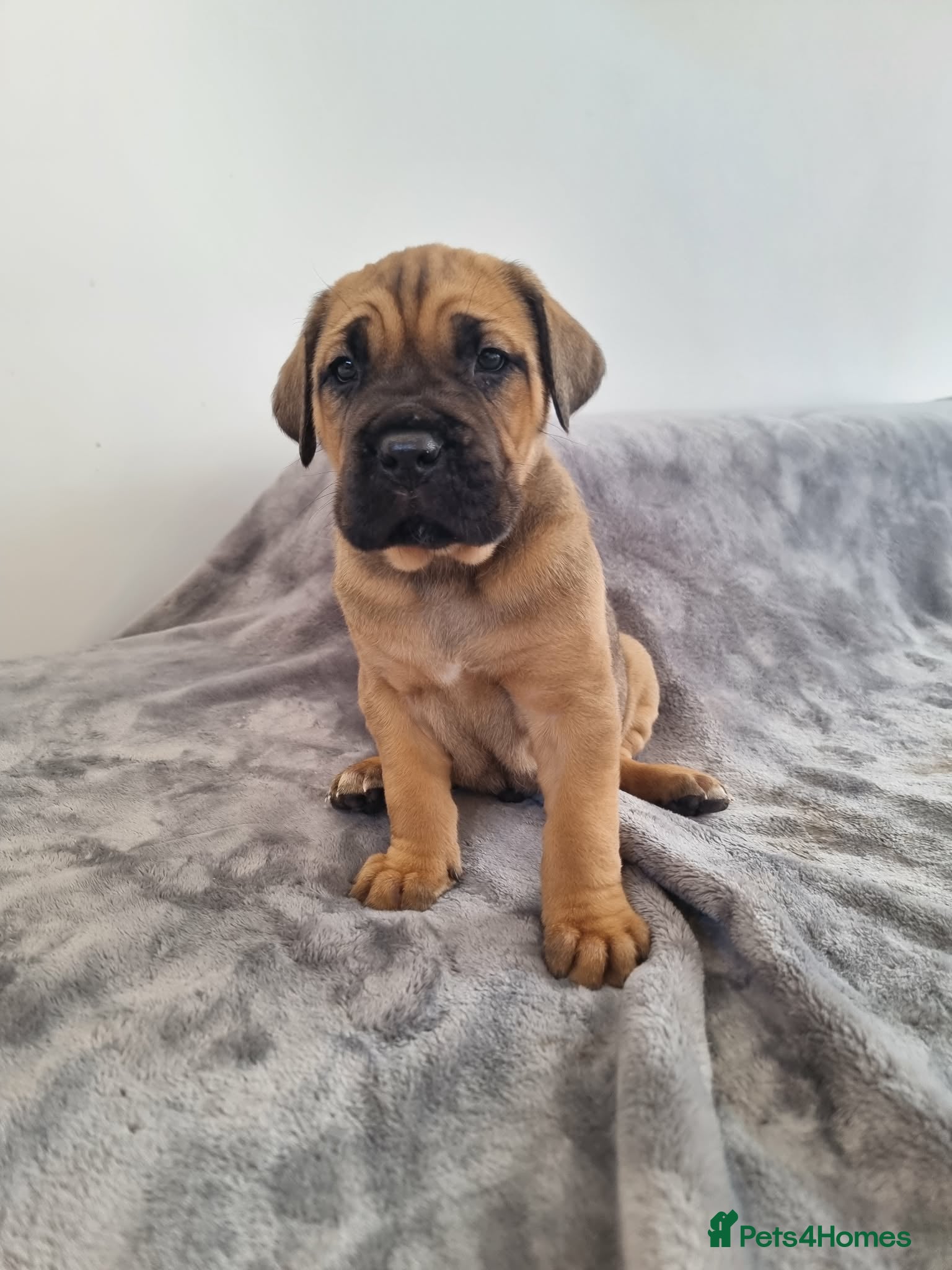 Cane Corso dogs Chunky cane corso pups - Advert 1