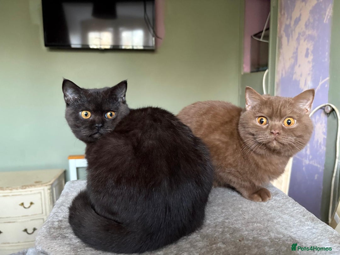 British Shorthair cats for sale: Beautiful British Shorthair kittens - Image 12
