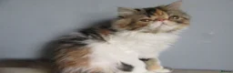 Persian cats for sale: Pedigree Persian female kitten - Advert 4
