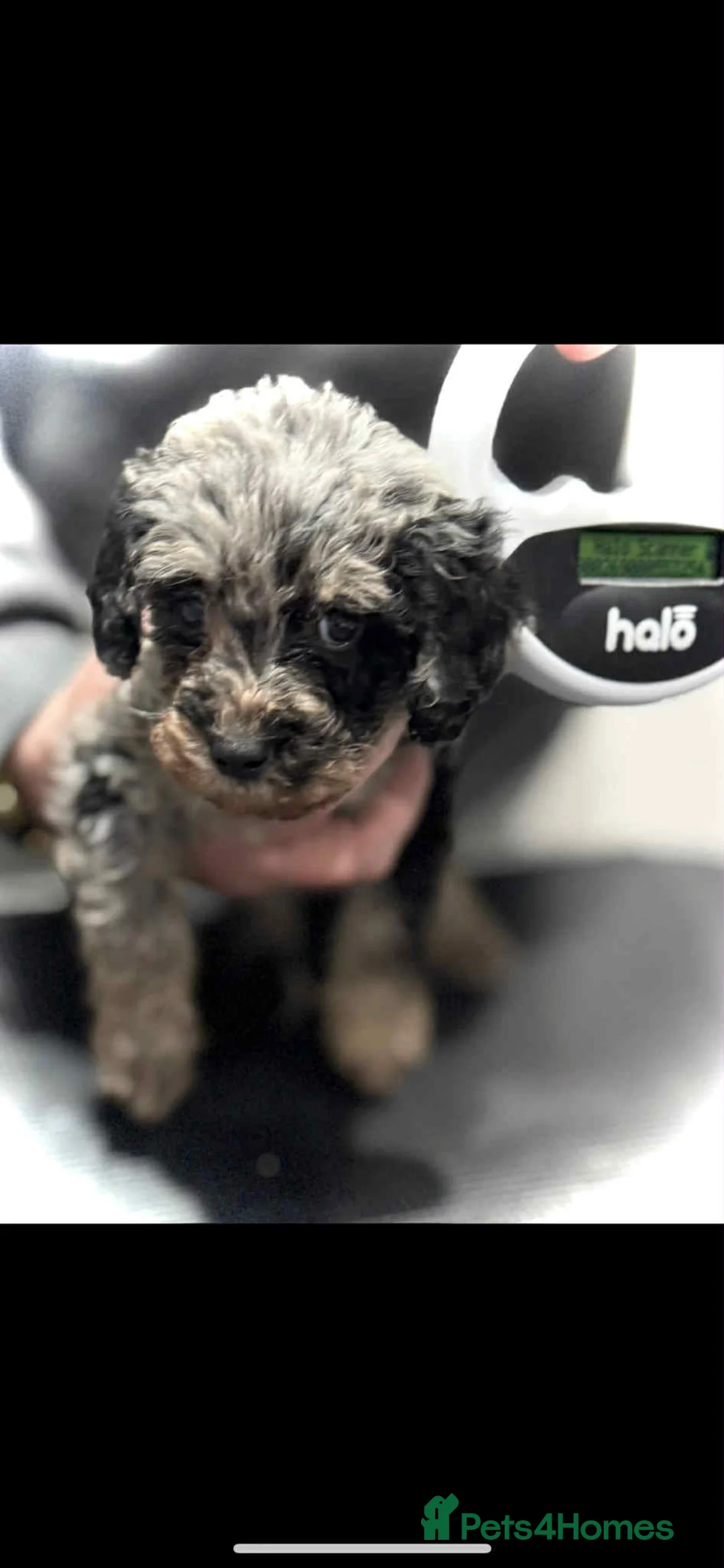 Miniature Poodle dogs for sale: Miniature poodles  - Advert 3