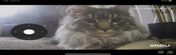 Maine Coon cats for sale: “Joshi” Grey Smoke Malefor sale.  in Nottingham - Advert 2