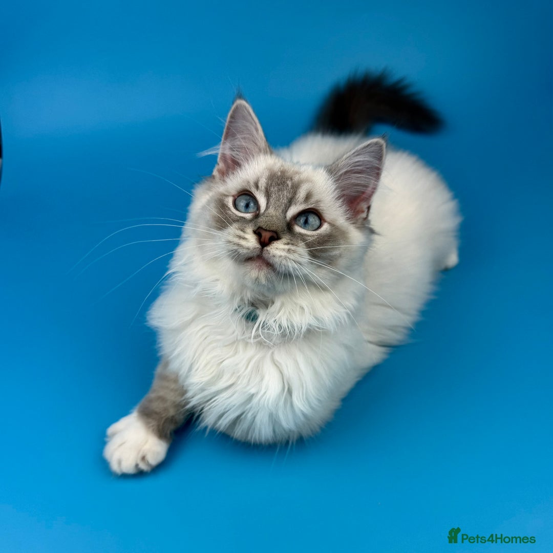 Ragdoll cats for sale: 💙 STUNNING GCCF GRCH SIRED RAGDOLL KITTENS 💙 - Advert 34