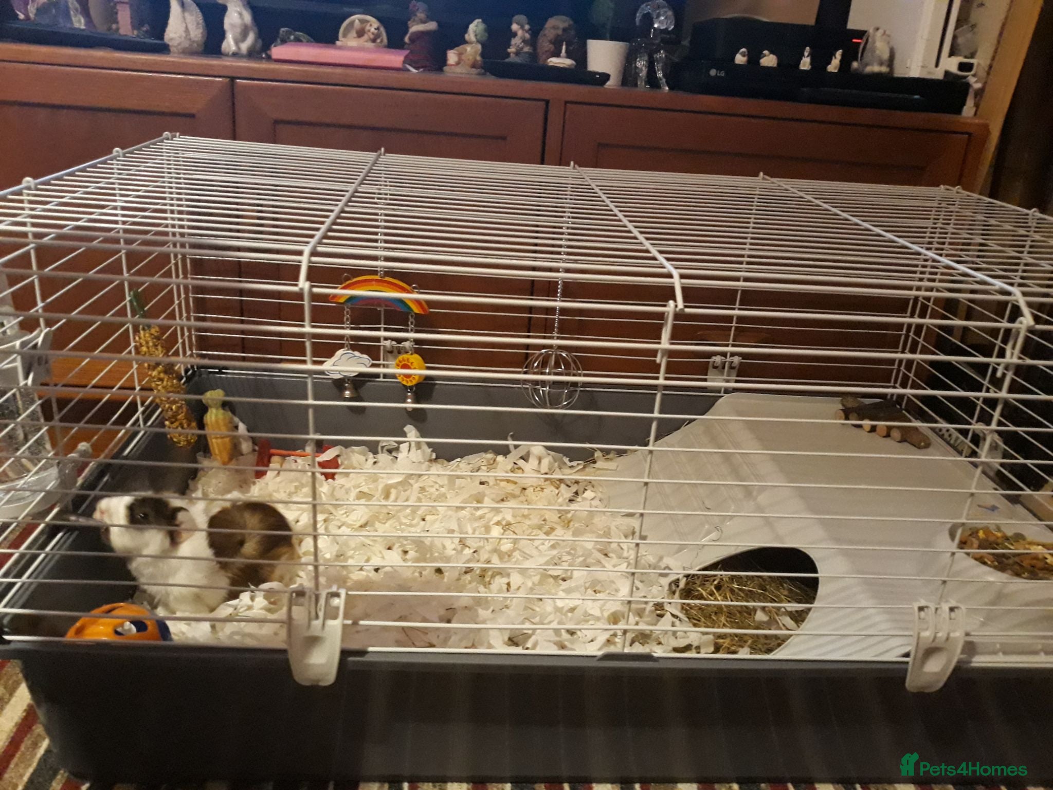 Guinea Pig rodents Miss laura Allwood  - Advert 8