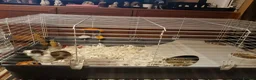 Guinea Pig rodents for sale: Miss laura Allwood  - Advert 1