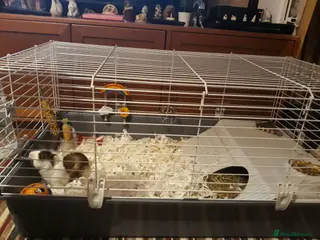 Guinea Pig rodents Miss laura Allwood - Advert 8