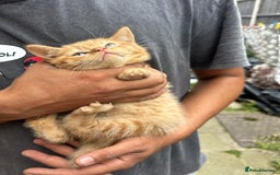 British Shorthair cats for sale: X BSH kittens - Image 14