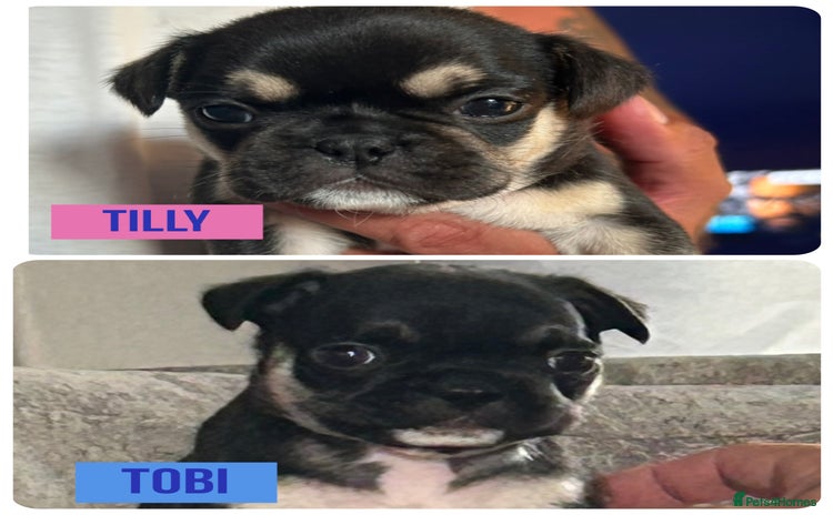 Frug dogs - Advert 8