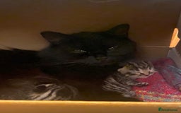 Mixed Breed cats for sale: 1/4 Persian, 1/4 Ragdoll kittens looking for home - Image 4