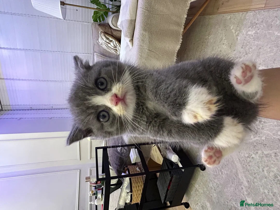 Mixed Breed cats for sale: Grey and white female mixed breed kitten - Advert 5