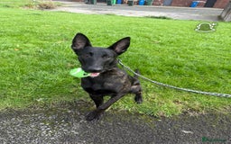 Belgian Shepherd Dog dogs for sale: 9 month old Belgium malious x Dutch herder - Image 3