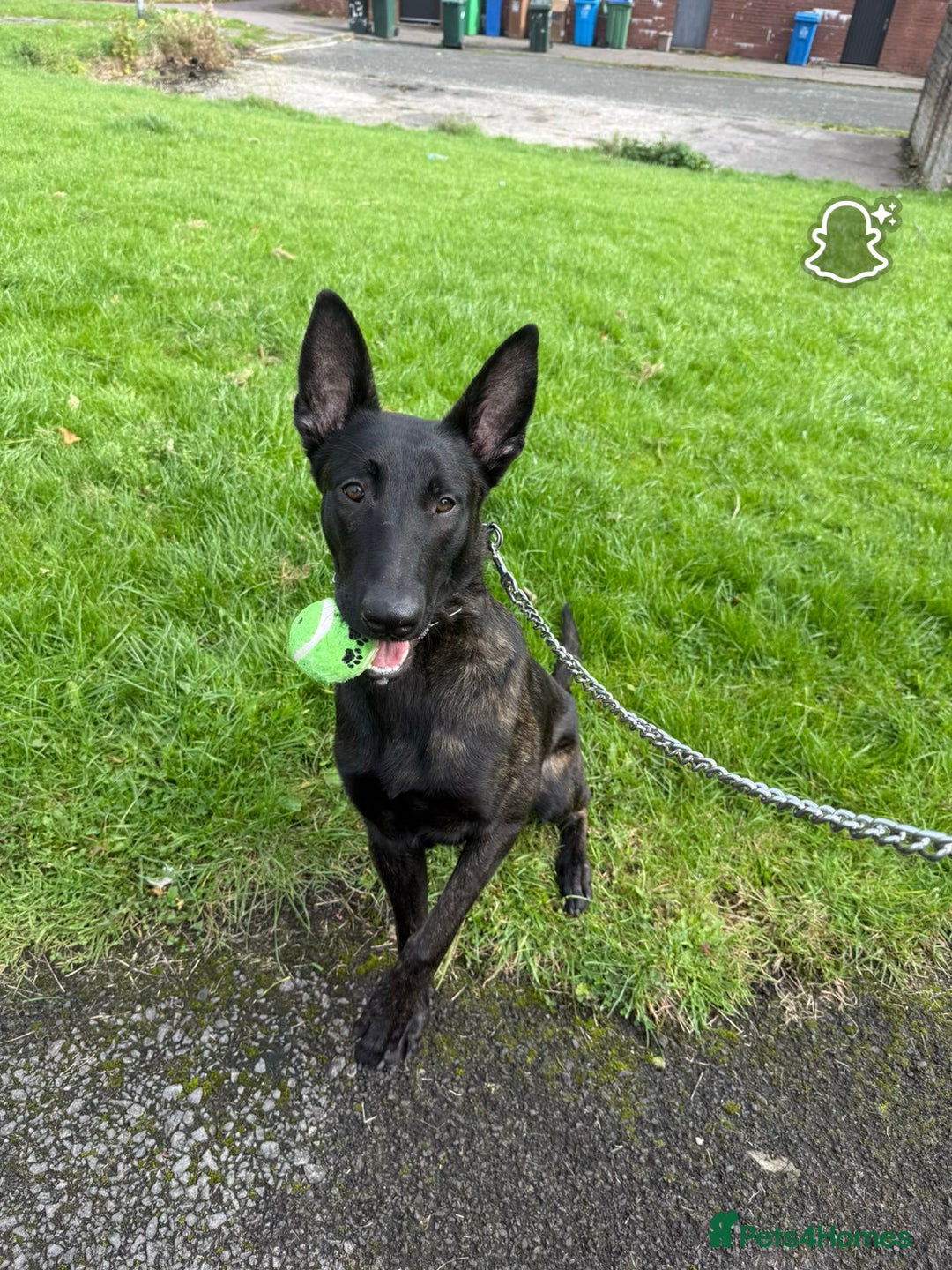 Belgian Shepherd Dog dogs for sale: 9 month old Belgium malious x Dutch herder - Image 3