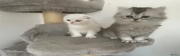 Scottish Fold cats for sale: Adorable Scottish Fold Kittens - Advert 14