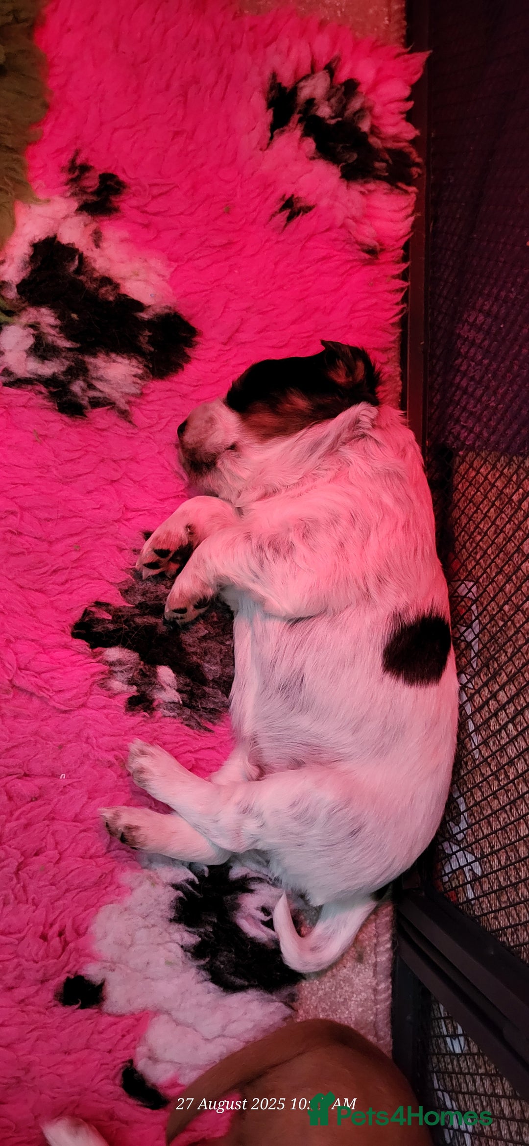 Cocker Spaniel dogs for sale: Health tested stunning litter of 6 - Image 7