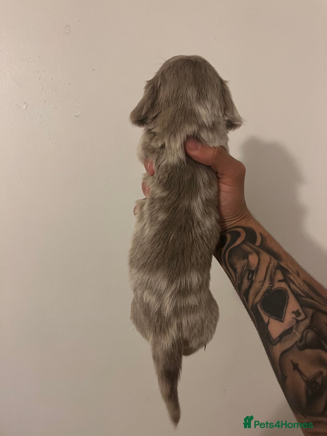 Miniature Dachshund dogs for sale: 2 miniature long hair dachshunds  - Advert 7