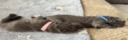 Neapolitan Mastiff dogs for sale: Rare breed Neapolitan mastiff puppies  - Advert 8
