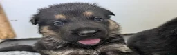 German Shepherd dogs for sale: Champion-Line KC Pups From Health Tested Parents - Advert 5