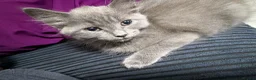 Mixed Breed cats for sale: Kittens for sale  in Liverpool - Advert 1
