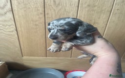 Miniature Dachshund dogs for sale: Miniature Dachshunds  - Image 7
