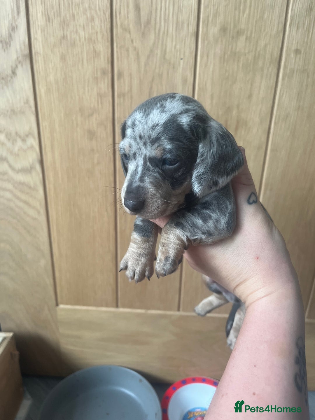Miniature Dachshund dogs for sale: Miniature Dachshunds  - Image 7
