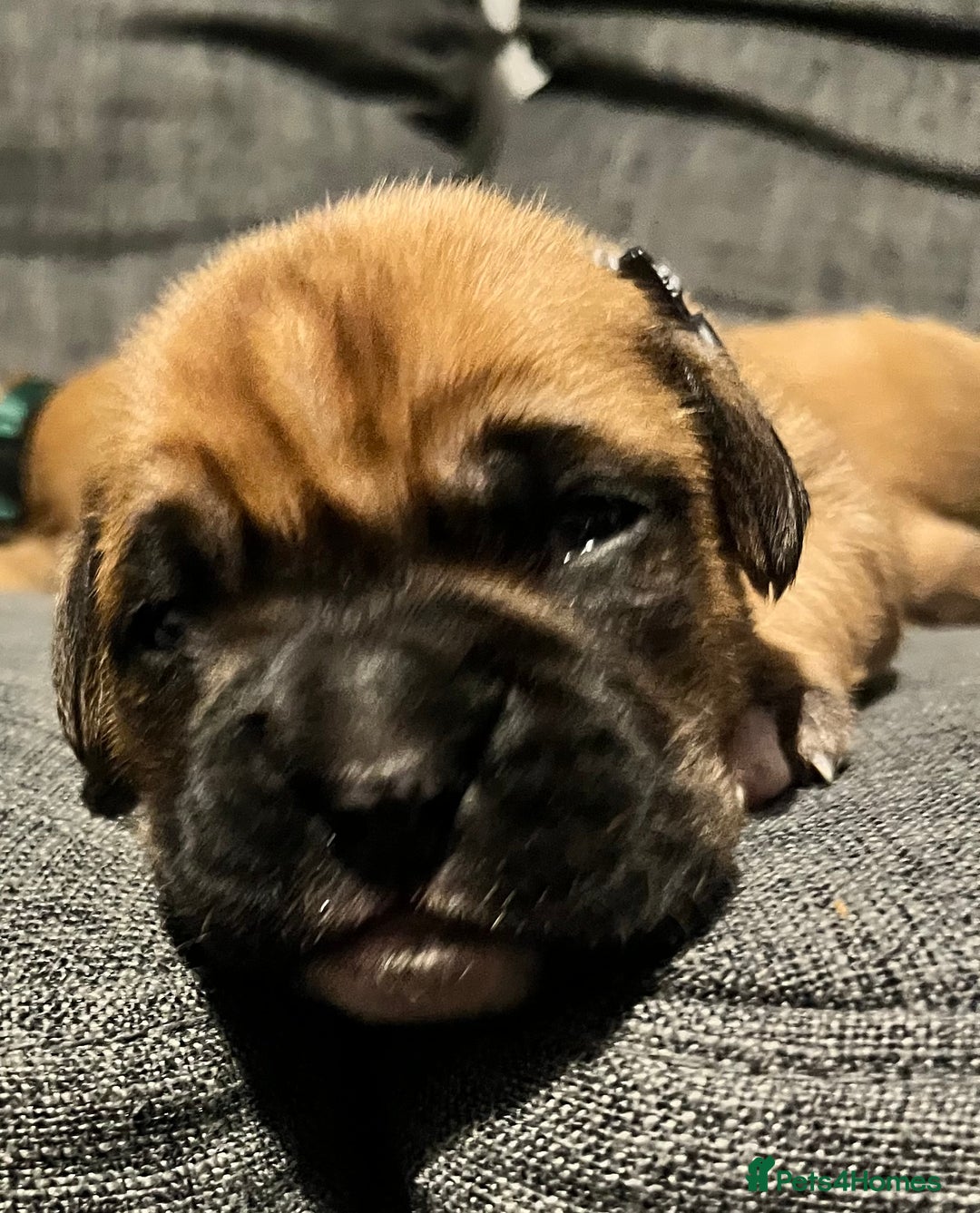 Boxer dogs for sale: Beautiful bob/tailed litter pure boxers  - Advert 25