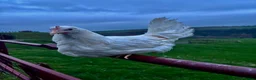 Chickens poultry for sale: POINT OF LAY HENS AVAILABLE. SOUTH WALES - Advert 2