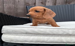 Miniature Dachshund dogs for sale: 3 stunning miniature daxies ❤️ - Image 11