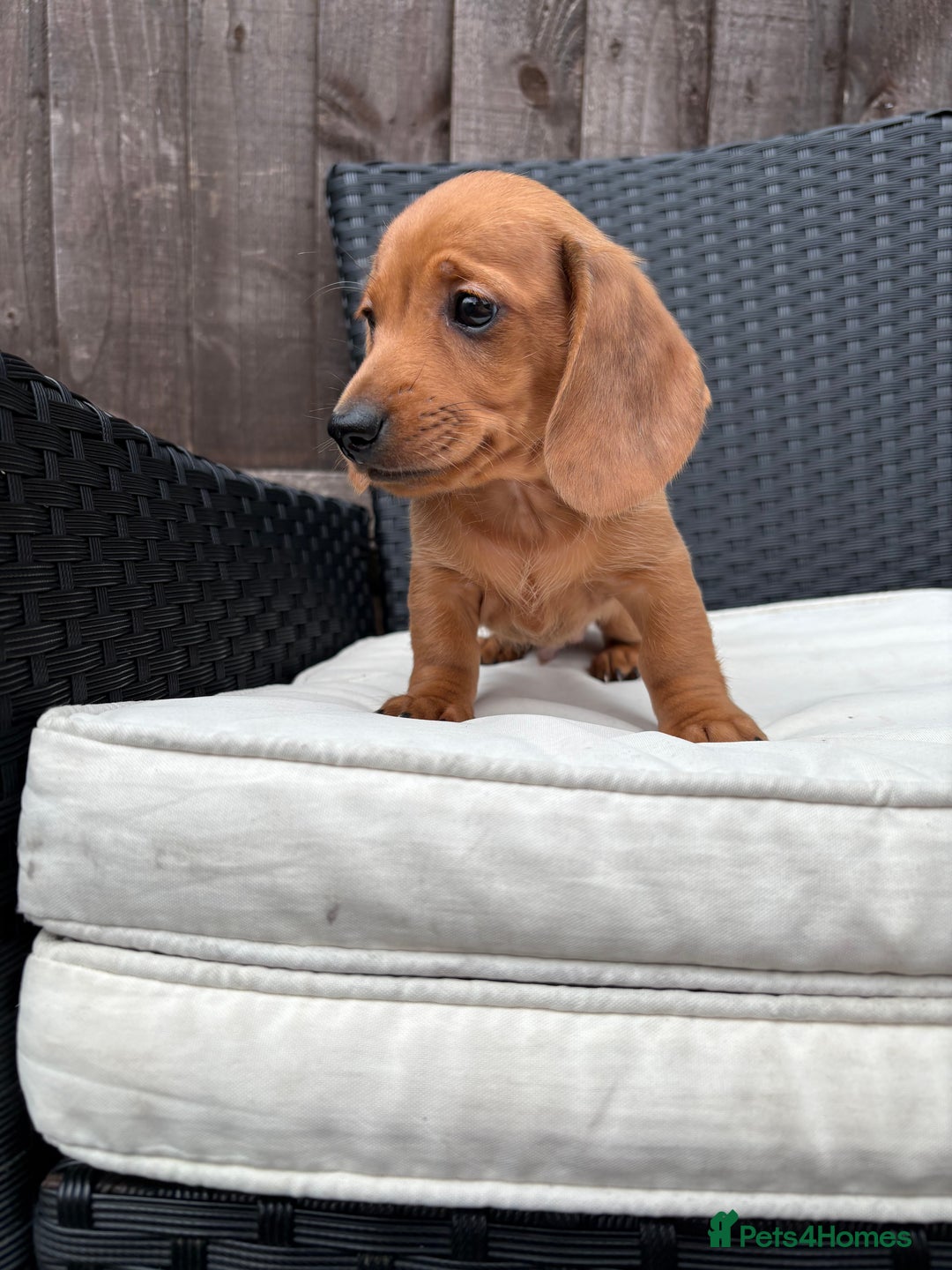 Miniature Dachshund dogs for sale: 3 stunning miniature daxies ❤️ - Image 11
