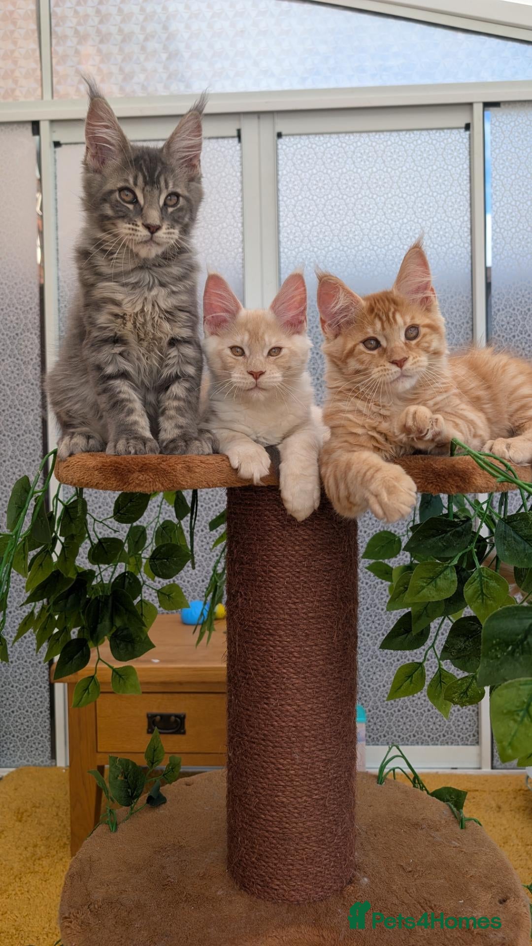 Maine Coon cats Stunning Tica registered Maine coons - Advert 1