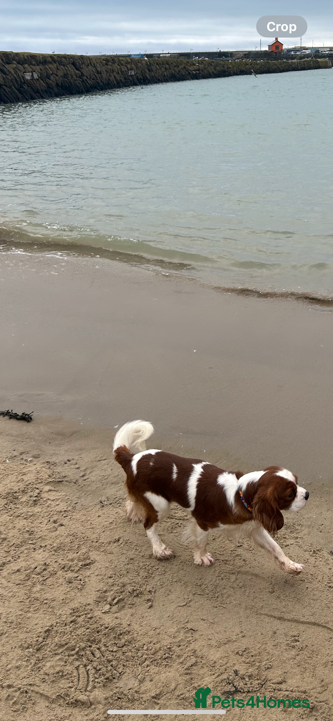 Cavalier King Charles Spaniel dogs for stud: KC registered health tested Blenheim stud in Folkestone - Image 17