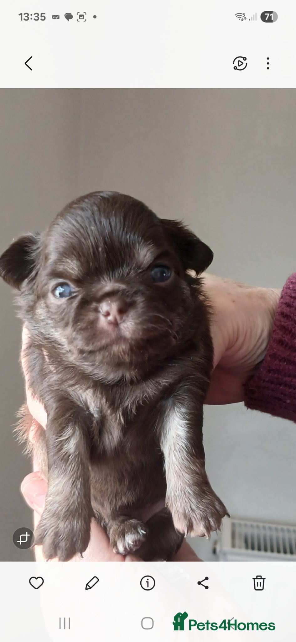 Chihuahua dogs  ❤️KC REG LONG COAT STUNNING PUPPIES❤️ - Advert 2