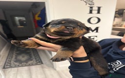 Rottweiler dogs for sale: Rottweiler puppies  - Image 13