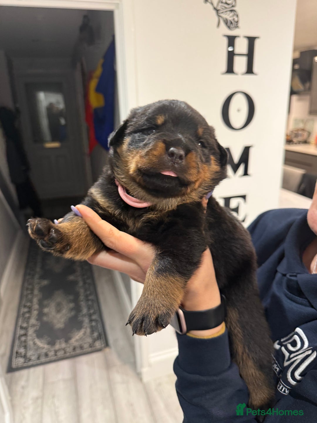 Rottweiler dogs for sale: Rottweiler puppies  - Image 13